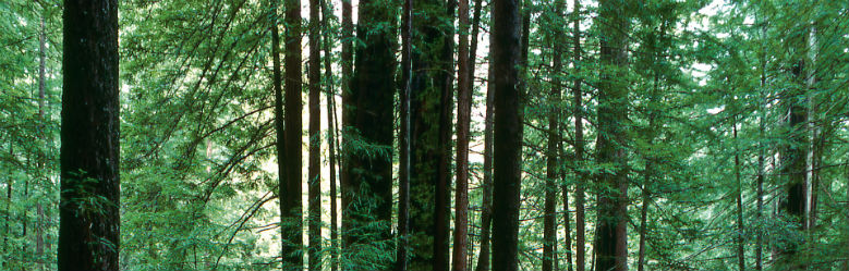 Redwood trees at UC Santa Cruz